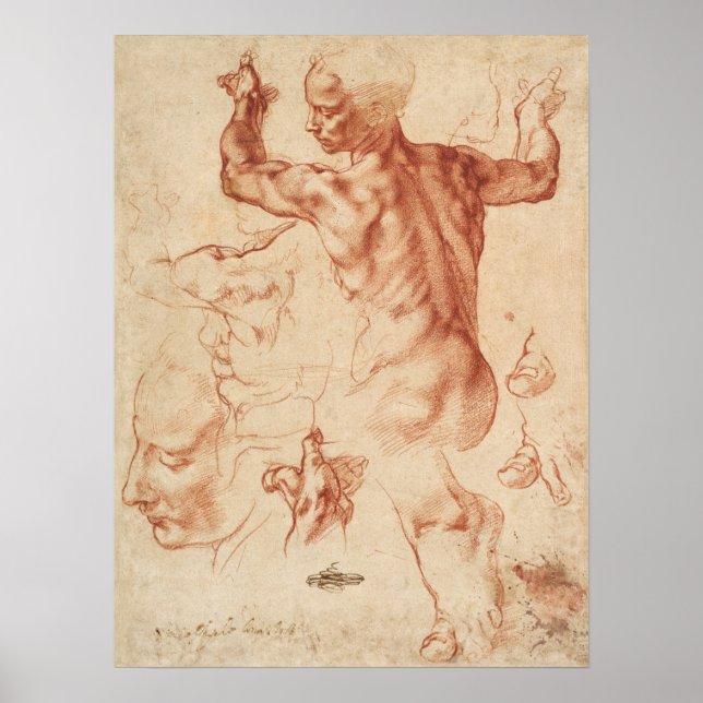 Vintage Anatomical Sketch Poster (Front)
