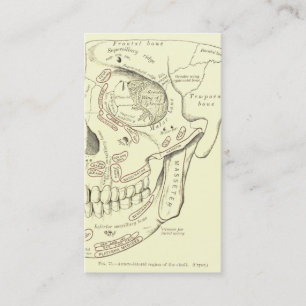 Vintage Anatomy Anterolateral region of the skull Business Card