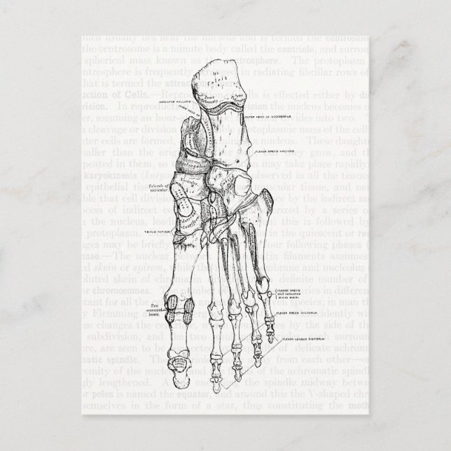 Vintage Anatomy Art Bones of the Foot Postcard (Front)