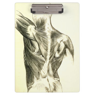Vintage Anatomy Back Muscles (circa 1852) Clipboard