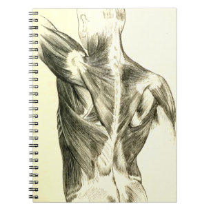Vintage Anatomy   Back Muscles (circa 1852) Notebook