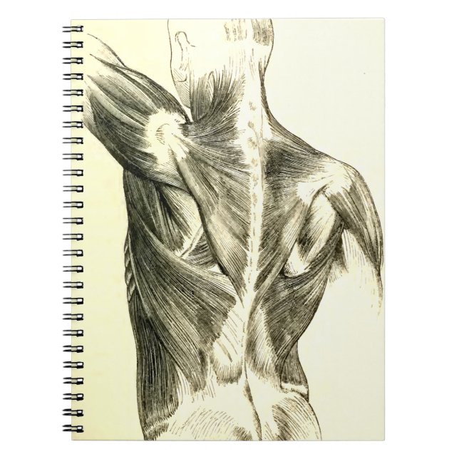Vintage Anatomy | Back Muscles (circa 1852) Notebook (Front)