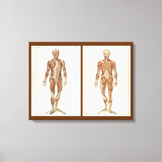 Vintage Anatomy Book Pages Canvas Print (Front)