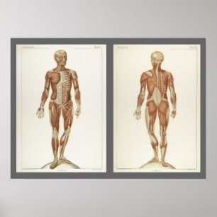 Vintage Anatomy Book Pages Poster