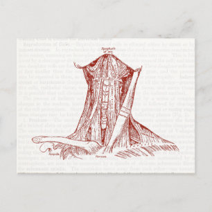 Vintage Anatomy Drawing Muscles Of The Neck Postcard