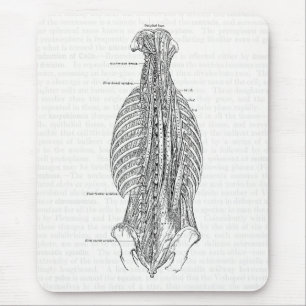 Vintage Anatomy Drawing The Back Mouse Pad