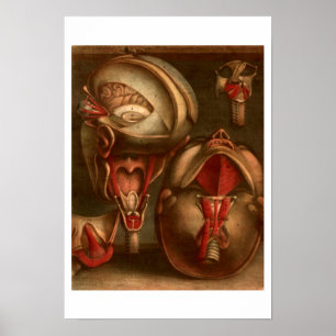 Vintage Anatomy   Head and Neck Poster