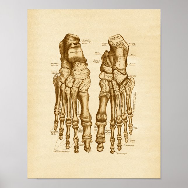 Vintage Anatomy Illustration Foot Bones Poster (Front)