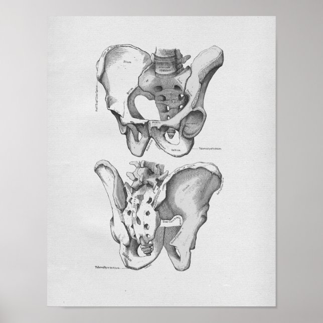 Vintage Anatomy Illustration Pelvic Bones Poster (Front)
