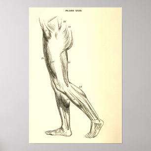 Vintage Anatomy Leg Muscles II Poster