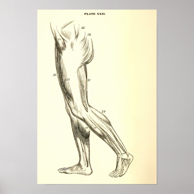 Vintage Anatomy | Leg Muscles II Poster (Front)
