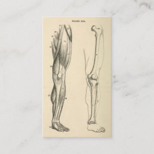 Vintage Anatomy Muscles and Bones of the Leg Business Card