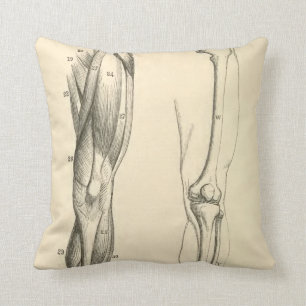 Vintage Anatomy     Muscles and Bones of the Leg Cushion
