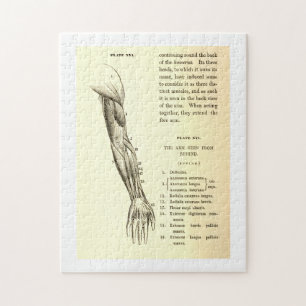 Vintage Anatomy   Muscles of the Arm  (circa 1852) Jigsaw Puzzle