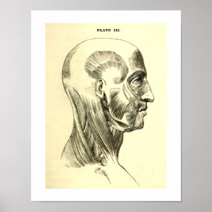 Vintage Anatomy Muscles of the Head (circa 1852) Poster