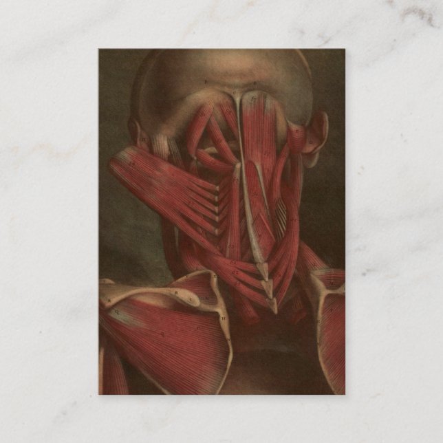 Vintage Anatomy | Neck and Shoulders Business Card (Front)