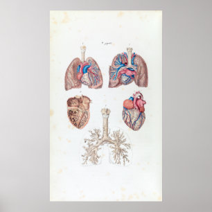 Vintage Anatomy of Human Heart and Lungs Poster