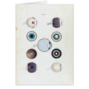 Vintage Anatomy of the Human Eye