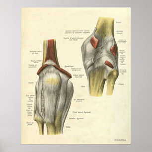 Vintage Anatomy Print Bones Knee