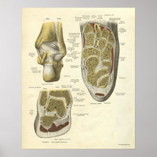 Vintage Anatomy Print Bones of Ankle