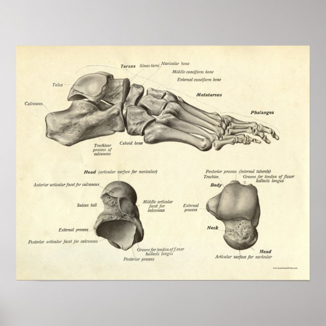 Vintage Anatomy Print Bones of Foot (Front)