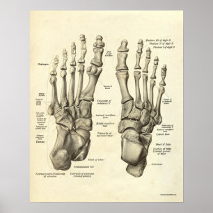 Vintage Anatomy Print Bones of Foot