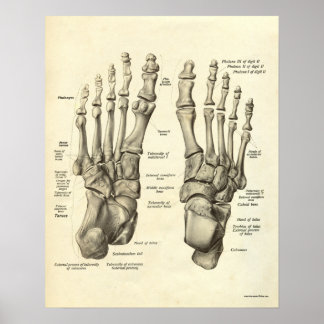 Vintage Anatomy Print Bones of Foot