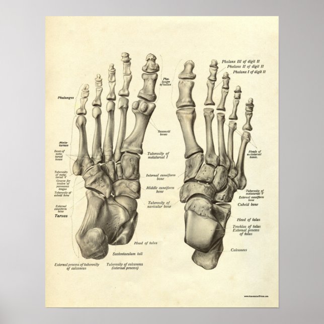 Vintage Anatomy Print Bones of Foot (Front)