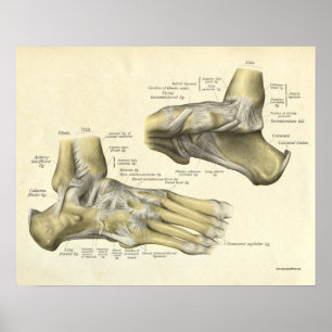Vintage Anatomy Print Bones of Foot