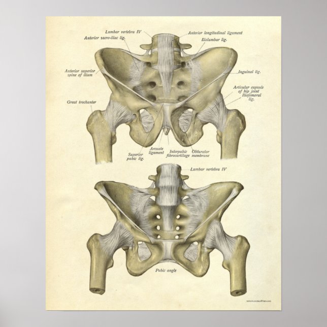 Vintage Anatomy Print Bones Pelvis (Front)