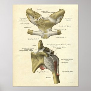 Vintage Anatomy Print Bones Shoulder Clavicle