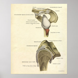 Vintage Anatomy Print Bones Shoulder Joint
