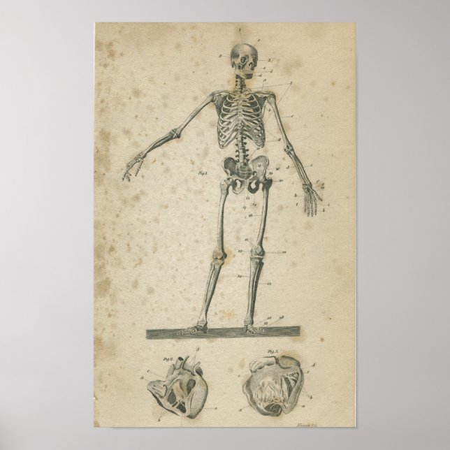 Vintage Anatomy Print Skeleton (Front)