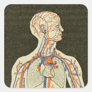 Vintage Anatomy Veins and Arteries Illustration Square Sticker