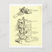 Vintage Anatomy | Vertebrae
