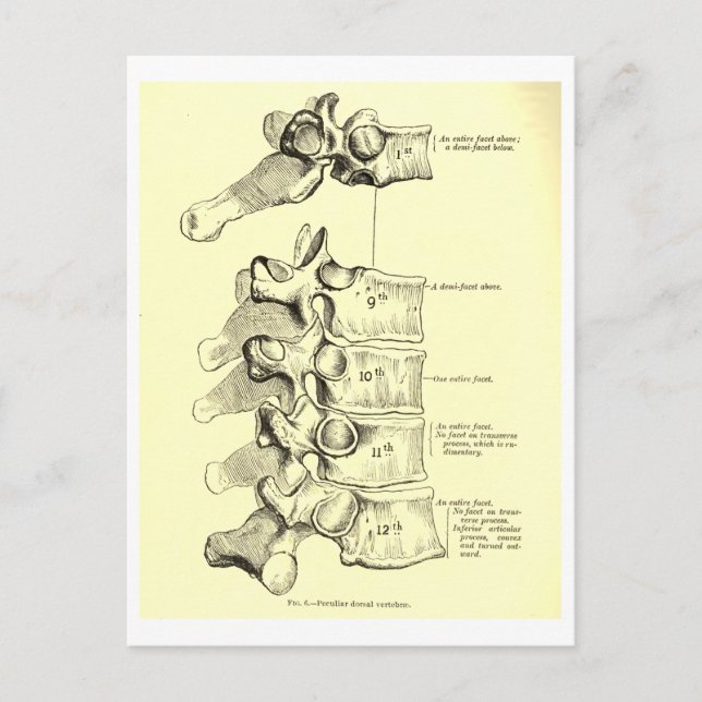 Vintage Anatomy | Vertebrae Postcard (Front)