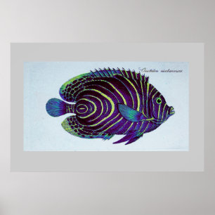 vintage angelfish print