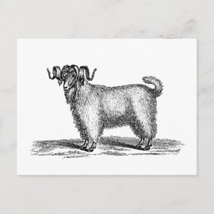 Vintage Angora Goat Illustration - 1800's Goats Postcard