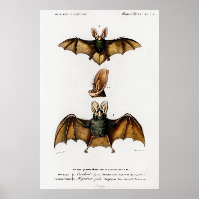 Vintage animal illustration of a Plecotus Poster (Front)