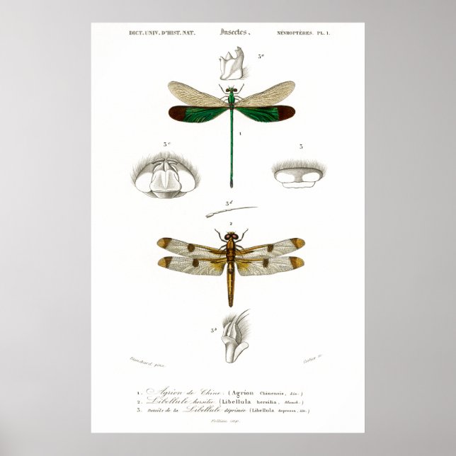 Vintage animal illustration of dragonflies poster (Front)
