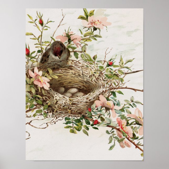 Vintage Animal Poster - Bird in Nest (Front)