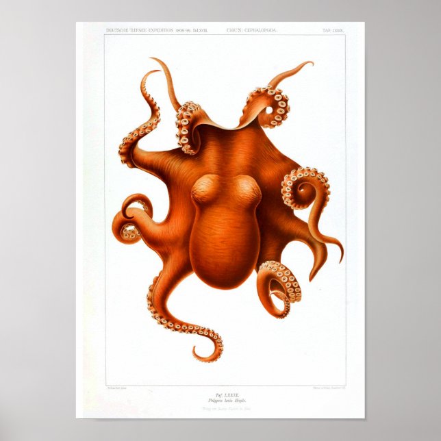 Vintage Animal Poster - Octopus (Front)