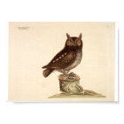 Vintage Animal Poster - Owl