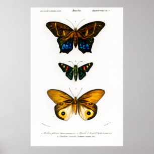 Vintage animal print of butterflies Poster