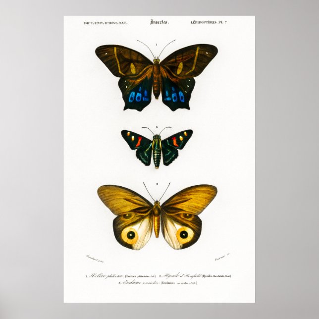 Vintage animal print of butterflies Poster (Front)