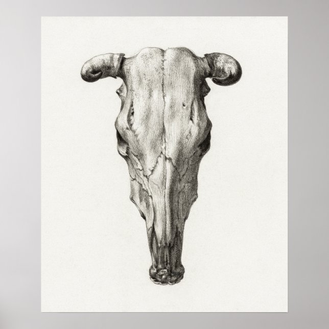 Vintage Animal Skull Poster (Front)