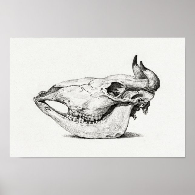 Vintage Animal Skull Poster (Front)