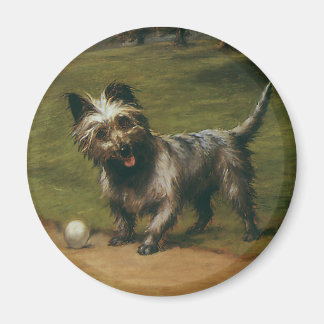 Vintage Animals Dogs, Cute Scottish Terrier Puppy Magnet