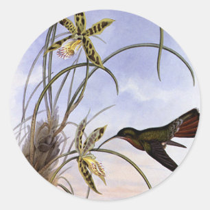 Vintage Animals, Hummingbird Bird Orchid Flowers Classic Round Sticker