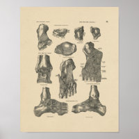 Vintage Ankle Joint Anatomy 1880 Print